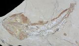 Cretaceous Fossil Fish (Spaniodon) - Lebanon #37219-1
